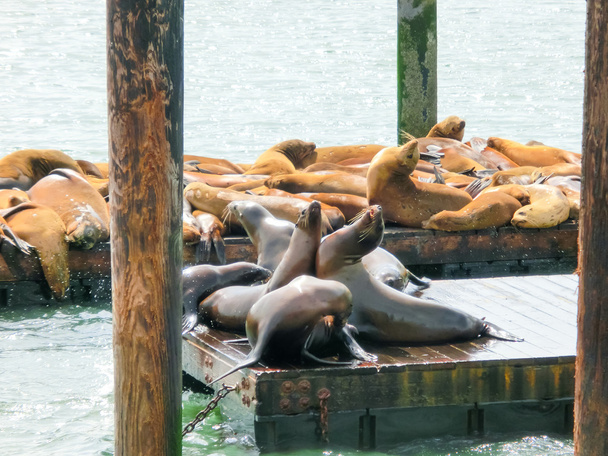 Sea lions at Pier 39, San Francisco, USA - Photo, Image