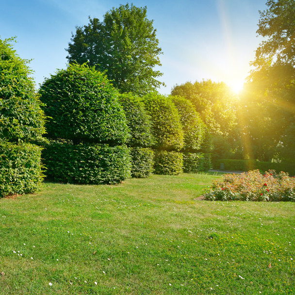 Hedges and ornamental shrub in a summer park. Bright Sunrise in  - Foto, afbeelding