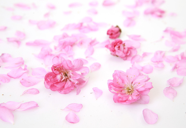 Pink petals on a white background - Foto, Bild