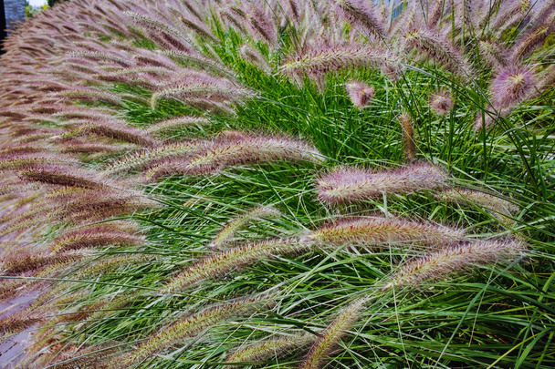 Pennisetum alopecuroides - puutarha koristelu Fountain Grass
 - Valokuva, kuva