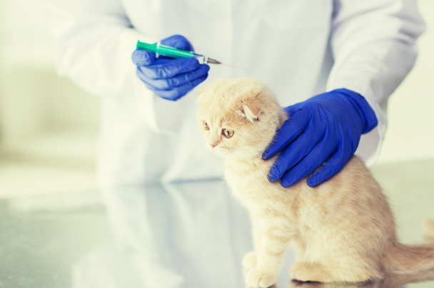close up of vet making vaccine to kitten at clinic - 写真・画像