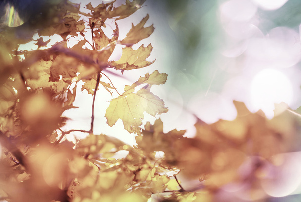 Colorful autumn leaves - Foto, immagini