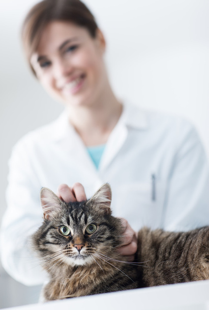 Veterinarian cuddling a cat - 写真・画像