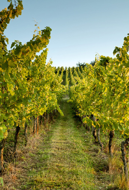 Alsace vineyard - Foto, imagen