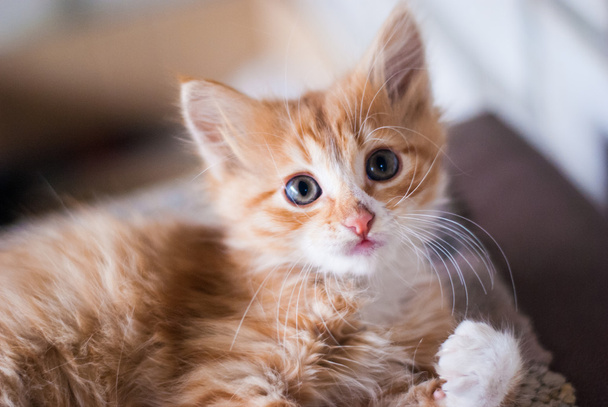 Hermoso gatito esponjoso
 - Foto, imagen