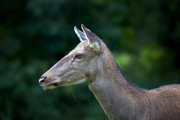 Kobiece jelenia, widok profilu. - Zdjęcie, obraz