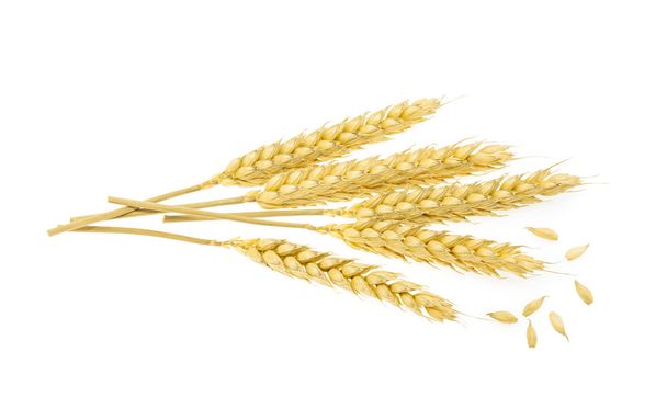 pšenice izolovaná na bílé - Fotografie, Obrázek