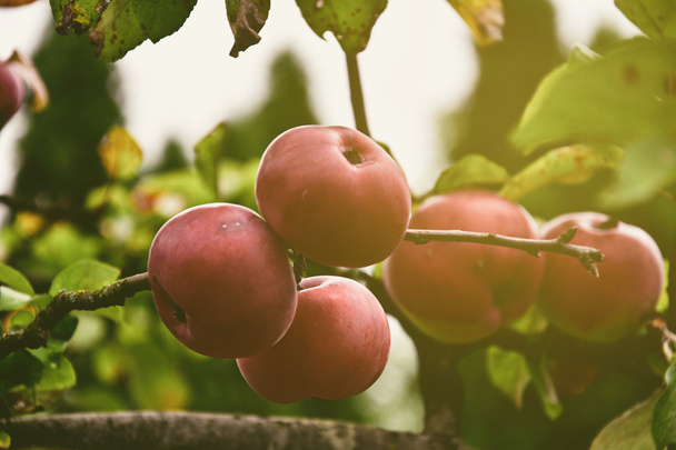 Czerwone jabłko na drzewa w ogrodzie - Zdjęcie, obraz