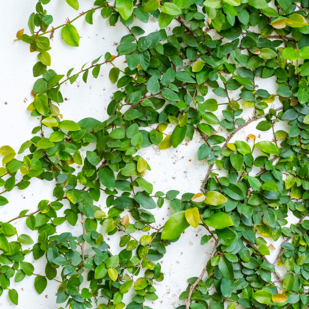pared blanca con planta de hiedra
 - Foto, imagen