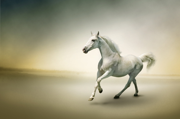 witte paard in beweging - Foto, afbeelding