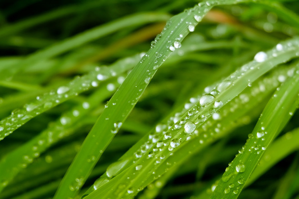 dew drops on grass, green gradients effect - Photo, Image
