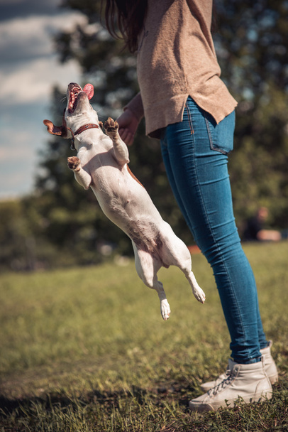jumping Jack Russel dog on a green lawn next to girl - Foto, Imagem