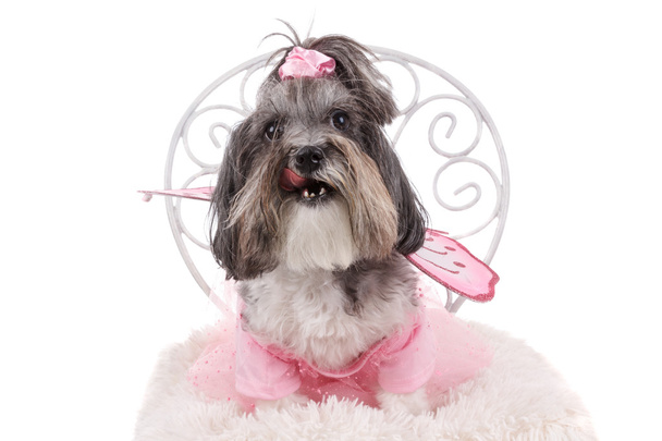 Lindo perro Bichon Havanese con traje de Halloween rosa
 - Foto, imagen