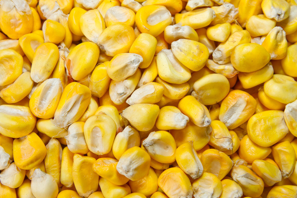 Died Organic Corn beans background - Photo, Image
