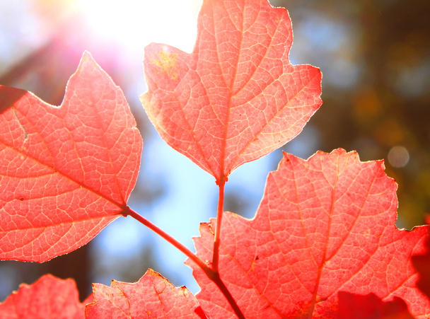 Red autumn leaves in autumn on the background of sunny sky - Foto, afbeelding