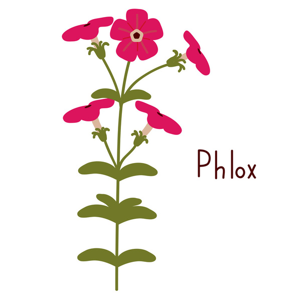 Phlox vektoros illusztráció - Vektor, kép