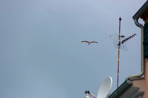 Чайка (Чайка), Адріатичне море - Фото, зображення