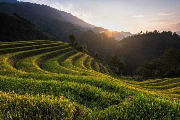 Ландшафтные рисовые поля на террасах Му Канг Чай
 - Фото, изображение