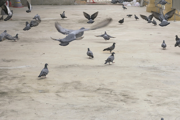 group/flock of pigeon or dove birds eating food on concrete floor. - Фото, изображение