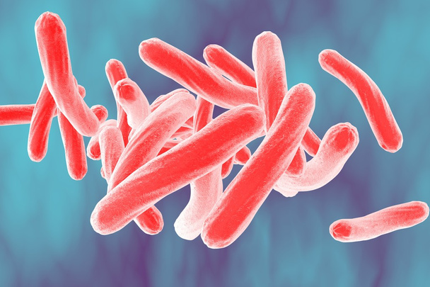 Bakterie Mycobacterium tuberculosis - Fotografie, Obrázek