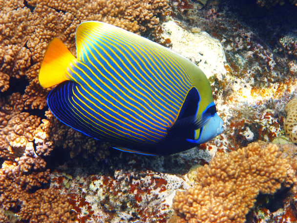 Emperador angelfish y coral
 - Foto, imagen