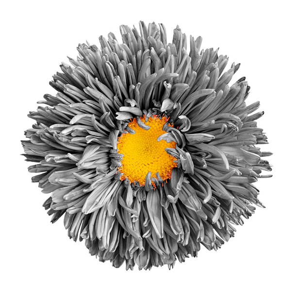 Сіра квітка айстра з жовтим серцем макрофотографія ізольована на білому
 - Фото, зображення