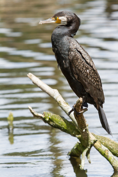 Cormorant in it's natural habitat - Photo, Image