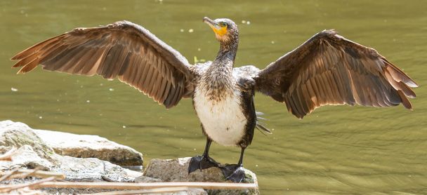 Secado de cormoranes sus alas
 - Foto, Imagen