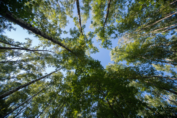 Looking up in Forest - Green Tree branches nature abstract - Foto, afbeelding