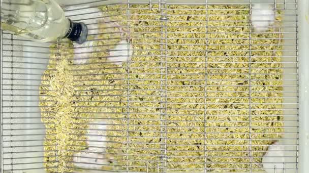 Ratones de laboratorio abstractos en una jaula Vista superior
  - Imágenes, Vídeo