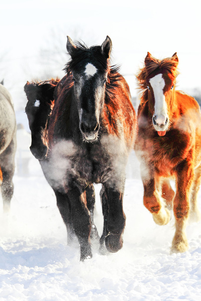 futó lovak, télen - Fotó, kép