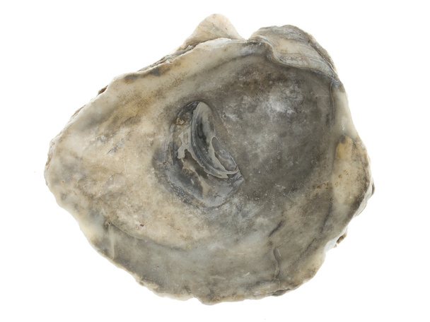 büyük boş oystershell - Fotoğraf, Görsel