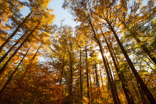 Gyönyörű színes őszi fák - Fotó, kép