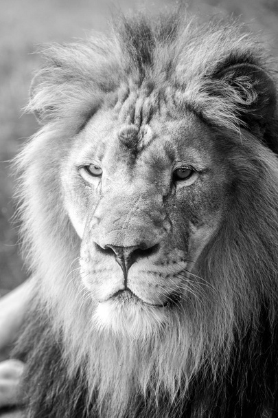 Lion čelit Closeup - Fotografie, Obrázek