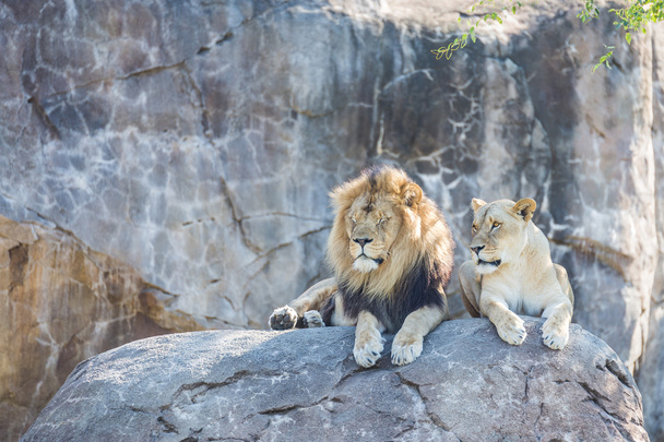 Leijonat kivellä
 - Valokuva, kuva