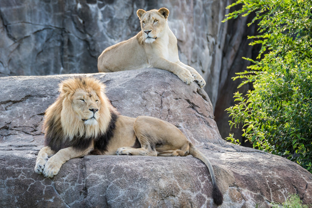 Lions on a Rock - Photo, Image