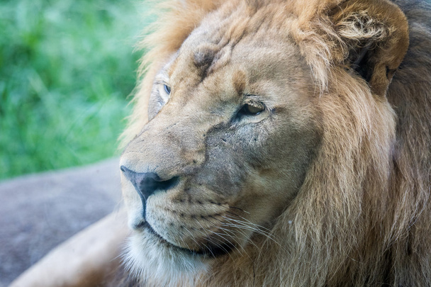 Lion visage vue de côté gros plan
 - Photo, image