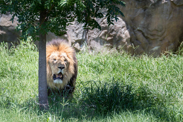leone sotto un albero
 - Foto, immagini