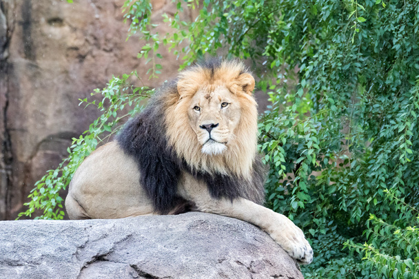 bir kayaya aslan - Fotoğraf, Görsel