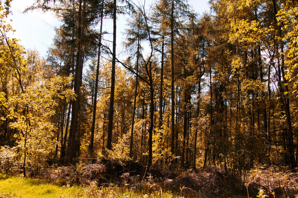 Katse puiden läpi englantilaisessa metsässä
 - Valokuva, kuva