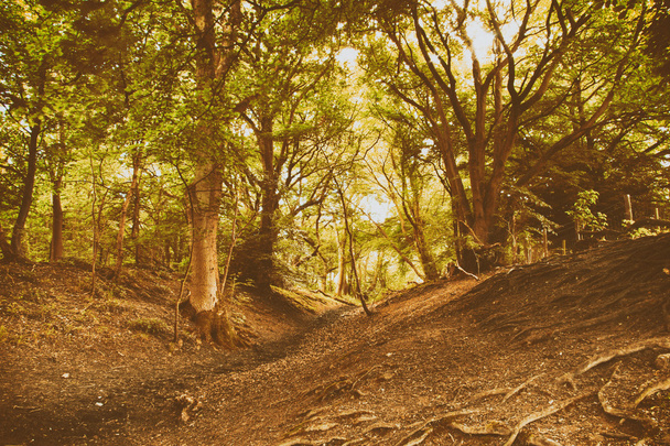 Вид через английский лес в летнее время
 - Фото, изображение