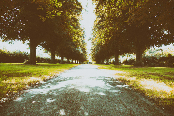 Polku puiden ympäröimänä molemmin puolin
 - Valokuva, kuva