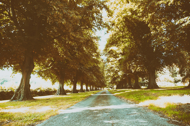 Cesta obklopená stromy po obou stranách - Fotografie, Obrázek