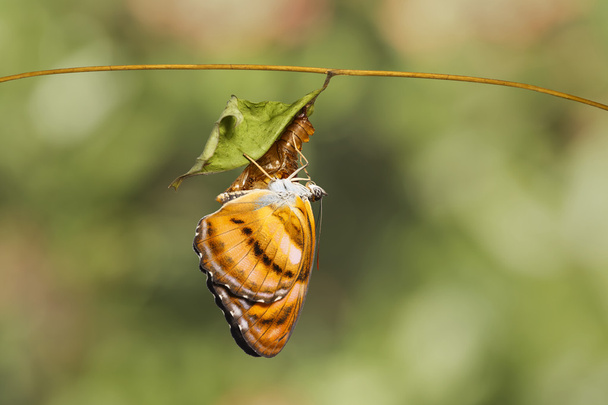 Colour segeant butterfly hanging on chrysalis after emerged - Photo, Image