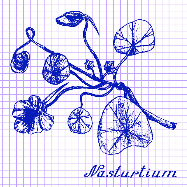 Kapuzinerkresse. botanische Zeichnung auf Schulheft-Hintergrund - Vektor, Bild