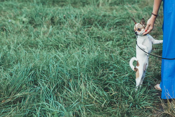Little Chihuahua on a walk - Фото, зображення