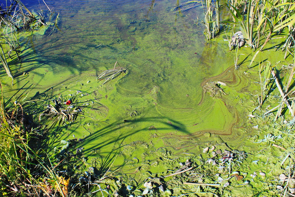 зеленые водоросли на поверхности воды  - Фото, изображение