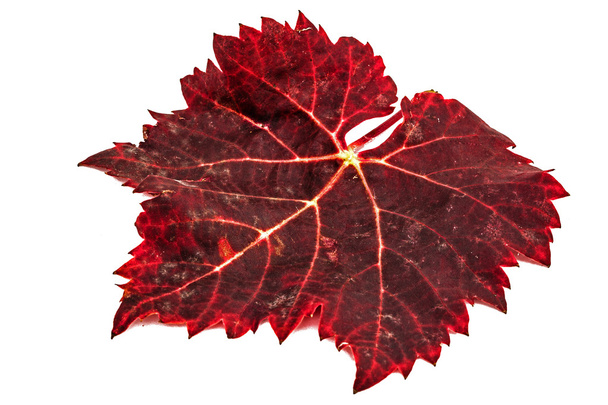 Vermelho a folha de outono caída, isolada no fundo branco
 - Foto, Imagem
