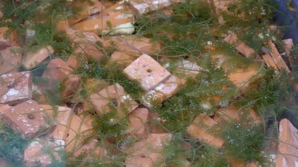Der Anbau von Seetang-Kaviar oder Meerestrauben-Stadtgrün. Natürliche Algenstreifen in Thailand, Kelp-Pfeffer genannt, diese Art hat einen speziellen Rahmen in feuchtem Wasser. - Filmmaterial, Video