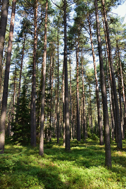 Borový les s borůvkami za slunečného dne. - Fotografie, Obrázek